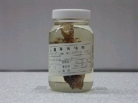 藏品(斑鰭圓鱗鮋)的圖片